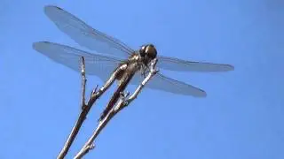 DRAGON FLY on the wind swing (ANISOPTERA) LIB&Eacute;LULA, ODONATA Equilibrist winged insect, aquatic niche