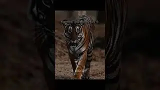Lion vs tiger scarface legand king of all time🦁#animals #lion #wildanimals