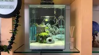 Fluval Chi 5 gallon Fresh Water Aquarium