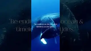 🐳Whales Sounds for Deep Sleep & Meditation🐳