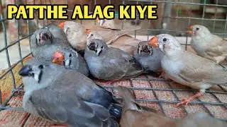 Finch ke doosre clutch ke chicks alag kiye | patthe doosre cage me chhore