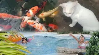 Wow! Meet koi fish, Cat's Double color eyes  while in Nature's Healing Adventure