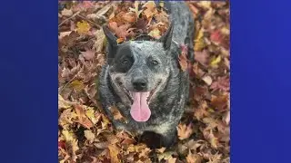 Doggone Weather in Northeast Ohio: Piper
