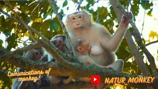 Nurturing Behaviors in Monkeys