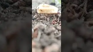 #Teamwork #Ant Team working #Ant Taking Food #Ant