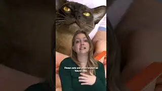 Friendliest cat breeds 🥰 #cats #catlover #adoptdontshop