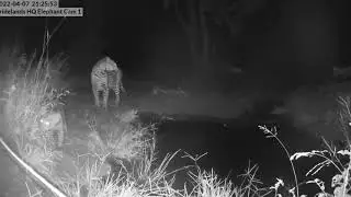 Female leopard with tiny cubs -Live Bush Cam Sighting- (April 9 2022)