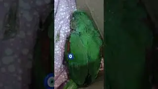 2 months baby parrot self feeding 😋 🦜#birds #parrot #parrotlover #parrotfeeding