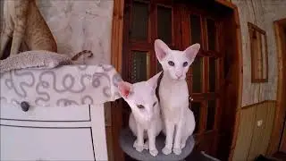 Oriental cats