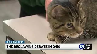Local vet talks about bill that would make declawing your cat illegal in Ohio