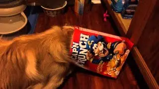Funny And Hilarious Clumsy Dogs Compilation!