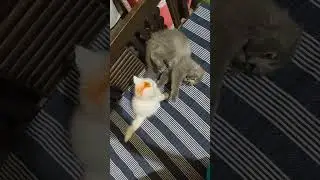 #Myrozy 🥰🥰#training #cat #shorts #love #like me #live #cute 😀