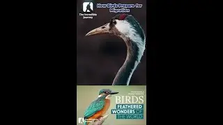Ever wondered how birds get ready for their epic journeys?