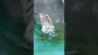 8-Month-Old White Tiger Cub Enjoys Pool Time and Relaxes!