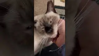 More, more, human!!😻#cat #catlover #shorts #funny #vlog