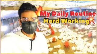 🔥How I Work in My Poultry Farm | Daily Broiler Farming Routine🐥