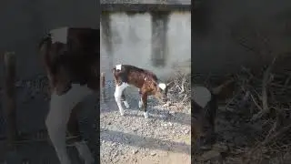 Calf moo sounds