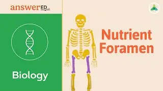 Bone Marking for Nutrient Foramen: Hole, Facet, Canal?