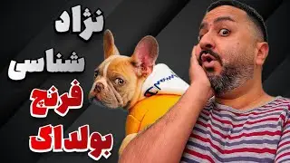معرفی نژاد فرنچ بولداگ 😎