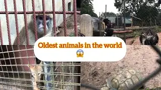 Oldest animals in the world at Owerri Nekede zoo||Feeding wild animals #zoo #wildlife