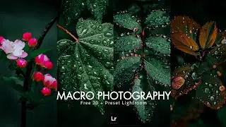 Cara edit foto MACRO PHOTOGRAPHY | Free Preset Lightroom | Lightroom Tutorial | FA Editing