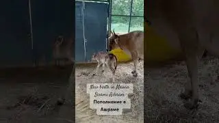 New birth in #love #животные Mauna Swami Ashram #shiva #siva #cow