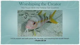 Ep160 - Yellow-tail Goatfish Truce - Worshiping the Creator