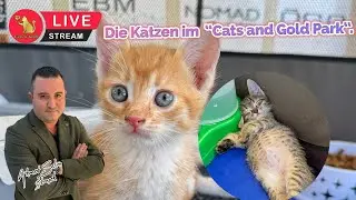 Die Katzen im &bdquo;Cats and Gold Park&ldquo;.