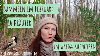 16 Wildkräuter im Februar – das erste gesunde Grün aus Wald & Wiese