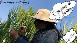 Crossing in Barley( six rowed barley)| Emasculation and pollination🌾@Research_insights_harshita 