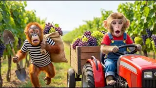 MONKEY NANA vs THE FARM THIEF! 🍇🚨 Grape Harvest ERUPTS Into a CRAZY Field Chase! 😱💥