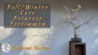 Princess Persimmon - Fall/Winter Update -  Bonsai Techniques - Baikoen Bonsai Club
