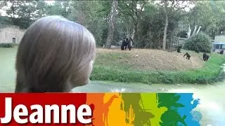 Fabel of feit: zijn Gorilla's echte bomenklimmers?