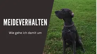 Meideverhalten - wie gehe ich damit um