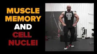 How Muscle Memory Works: Addition of Cell Nuclei
