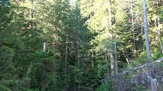 End of the road at Fairy Creek - Peaceful Nature Sounds of old growth forest, raw 4k 30fps