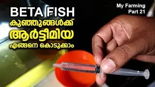 How to feed Artemia for Beta fish baby | My Farming - Part 21