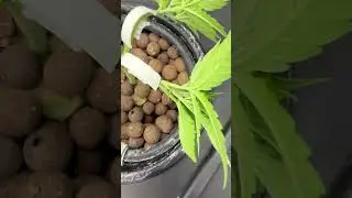 Next step LST after Topping #dwc #spiderfarmer #grow #cannabis #lstraining #topping #viral