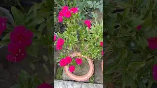Blooming all year round 🌸 #plants #garden #gardening #flowers #ytshorts