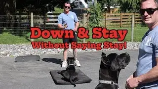 Stay w/out SAYING STAY! Dogs Training Positively