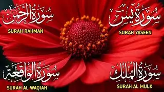 Surah Yaseen ❤ Surah Rahman ❤ Surah Al Waqia ❤ Surah Al mulk Soothing Quran recitation | Ep000362