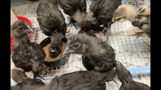 RAISING BABY CHICKS 101 &ndash; Week #4 With Baby Chicks