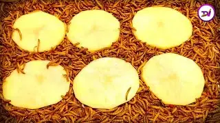mealworms vs potato time lapse [4k]/10000 superworm eating amazing potato/mealworms time lapse