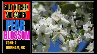 #Shorts｜Pear Blossom 2021｜梨花｜My Garden 我家北卡｜Home Gardening｜Fruits Photography｜Grow Pear Tree At NC