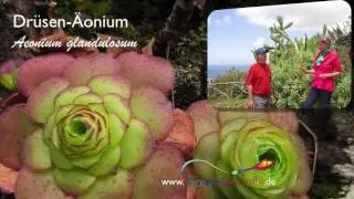 Endemische Pflanzen auf Madeira