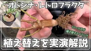 冬型塊根を枯らさない！オトンナ・レトロフラクタの根腐れを防ぐ植え替え#オトンナレトロフラクタ#塊根植物#冬型塊根