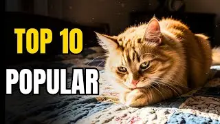 top 10 POPULAR cat breeds in the world with powerful SPIRITUAL energy