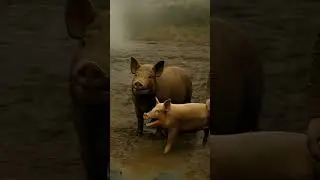 Wild pig hunt #shortvideo #pighunt #pigshorts #crocodileshorts #crocodile_life #hunting #ytshorts