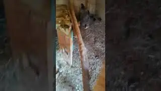 Brahma anneler #chicken #civcivbakımı #civciv&ccedil;ıkımı #brahma #denizlihorozu #hinthoroz #ligorin