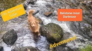 Belstone moor, Dartmoor - a little duck dog is exploring different areas for new adventures!